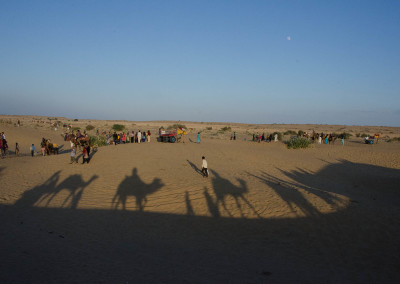 Camel Shadows